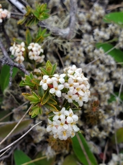 Pimelea prostrata