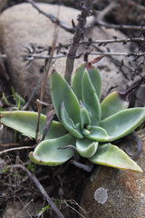 Sedeae