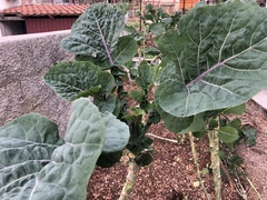 Brassica oleracea