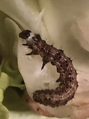 Helicoverpa armigera