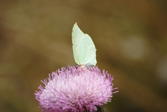 Gonepteryx cleopatra