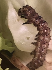 Helicoverpa armigera