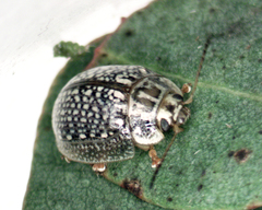 Paropsisterna decolorata