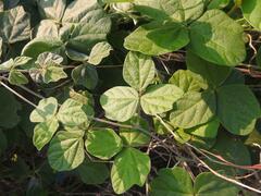 Rhynchosia caribaea
