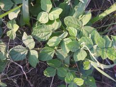 Rhynchosia caribaea