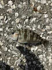 Orthopristis chrysoptera