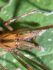 Cheiracanthiidae