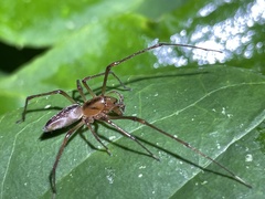 Cheiracanthiidae