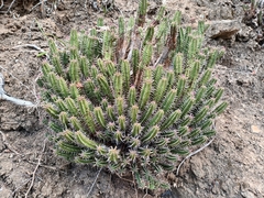 Euphorbia heptagona