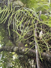 Blechnum filiforme