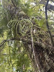 Blechnum filiforme