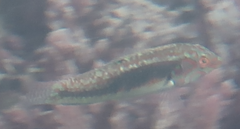 Halichoeres nebulosus