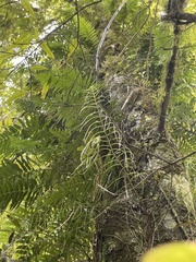 Blechnum filiforme