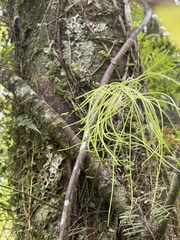 Blechnum filiforme