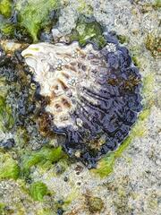 Saccostrea cuccullata