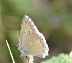 Polyommatus albicans