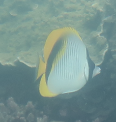 Chaetodon lineolatus