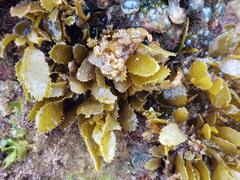 Sargassum incisifolium