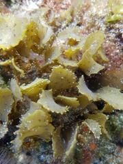Sargassum incisifolium