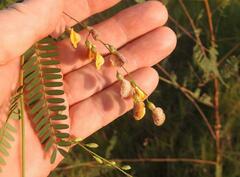Sesbania bispinosa bispinosa