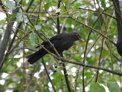 Turdus mandarinus