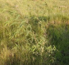 Sesbania bispinosa bispinosa