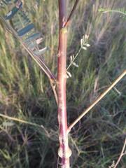 Sesbania bispinosa bispinosa