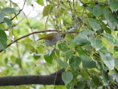 Erpornis zantholeuca