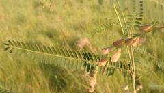 Sesbania bispinosa bispinosa