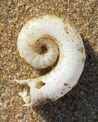 Spirula spirula