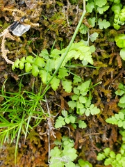 Cystopteris tasmanica