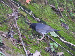 Turdus cardis