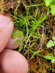 Cystopteris tasmanica