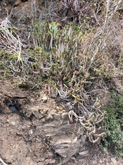 Euphorbia heptagona