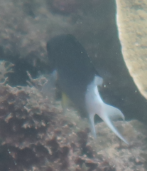 Acanthochromis polyacanthus