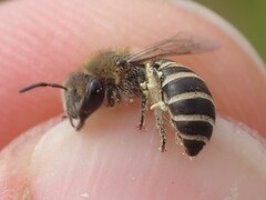 Colletes marginatus