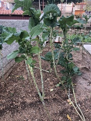 Brassica oleracea