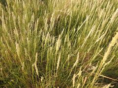 Sporobolus virginicus