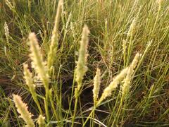 Sporobolus virginicus