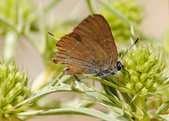 Satyrium esculi