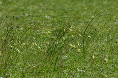 Moraea collina