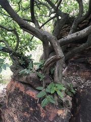 Ficus ingens