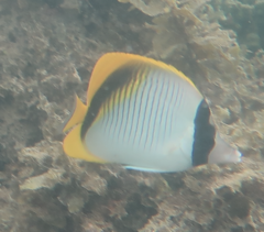 Chaetodon lineolatus