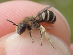 Colletes marginatus