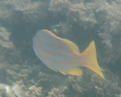 Lutjanus carponotatus
