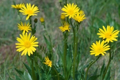 Senecio provincialis