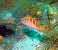 Hypoplectrodes maccullochi