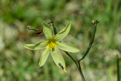 Moraea collina