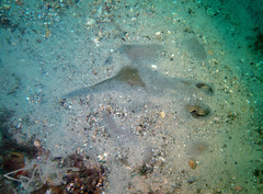 Trygonoptera testacea