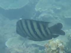 Abudefduf bengalensis